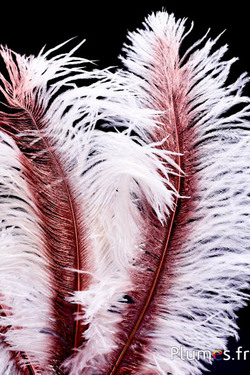 Strauß mit bronzenem Federkiel – 30-40 cm – weiss